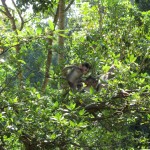 Ubud: la forêt des singes