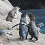 Christchurch: pingouins bleus