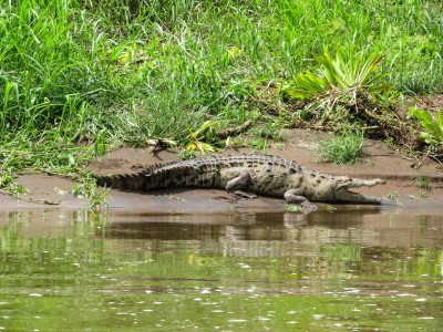 Costa Rica: Tortuguero