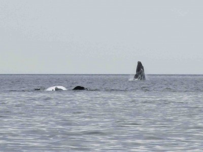 Argentine: Puerto Madryn et la Péninsule de Valdès (Patagonie)