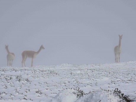 L'Amérique du Sud: le bilan
