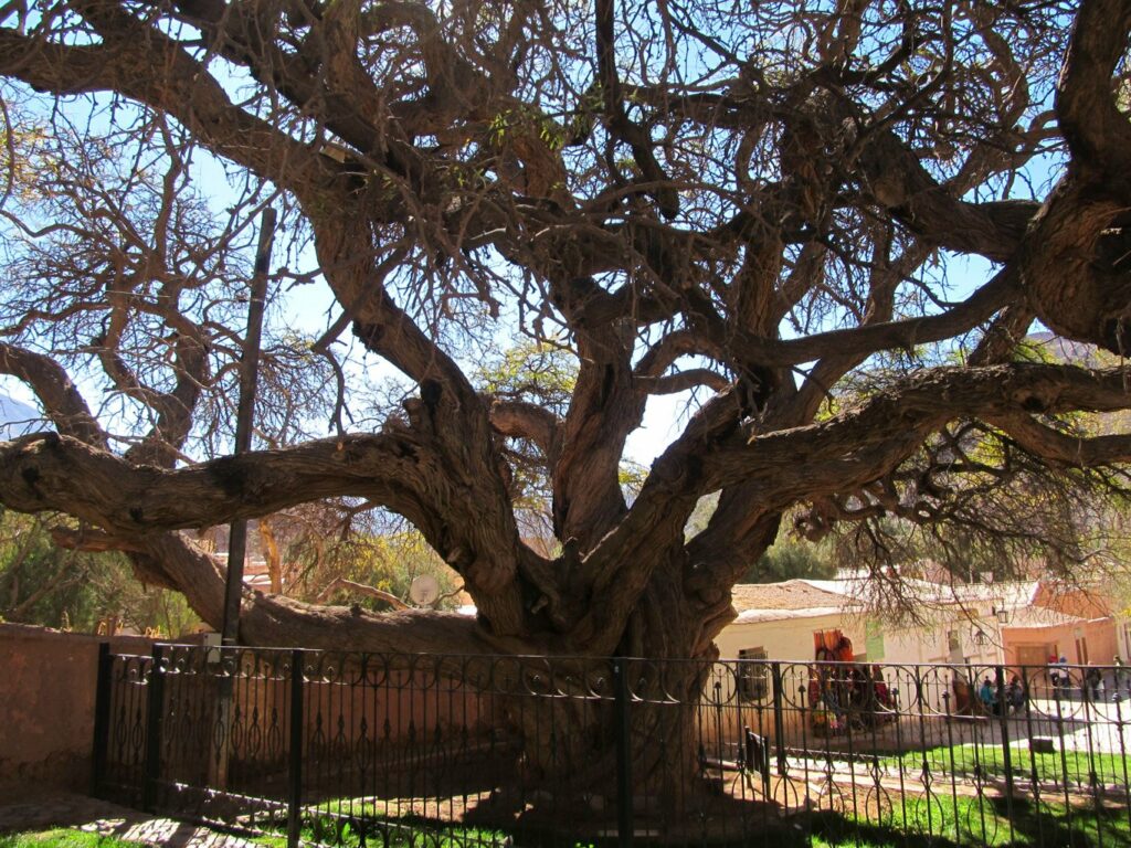 Purmamarca: l'arbre millénaire