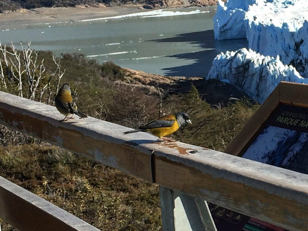 El Calafate: le glacier Perito Moreno