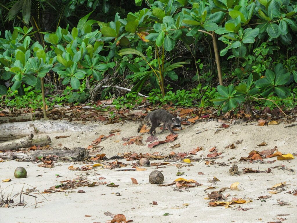 Parc National de Cahuita: un coati