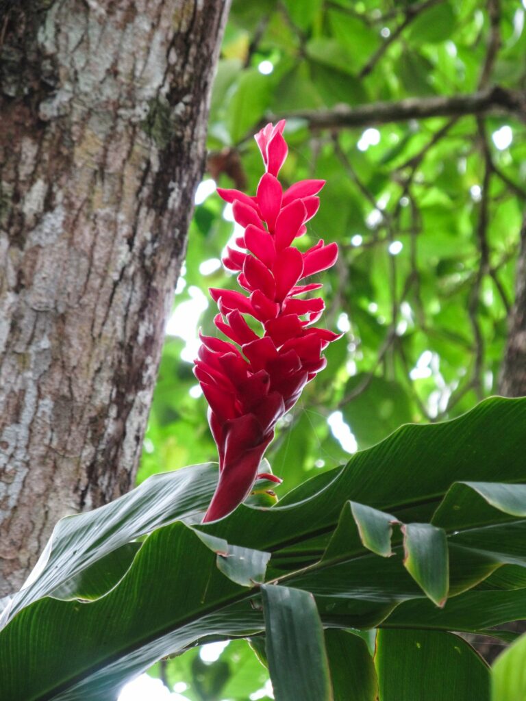 Parc National de Cahuita