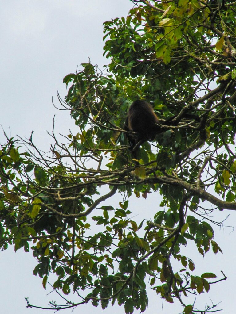 Parc National de Cahuita: un singe-araignée