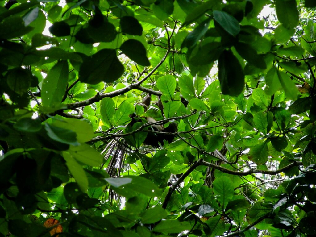 Parc National de Cahuita: notre premier paresseux