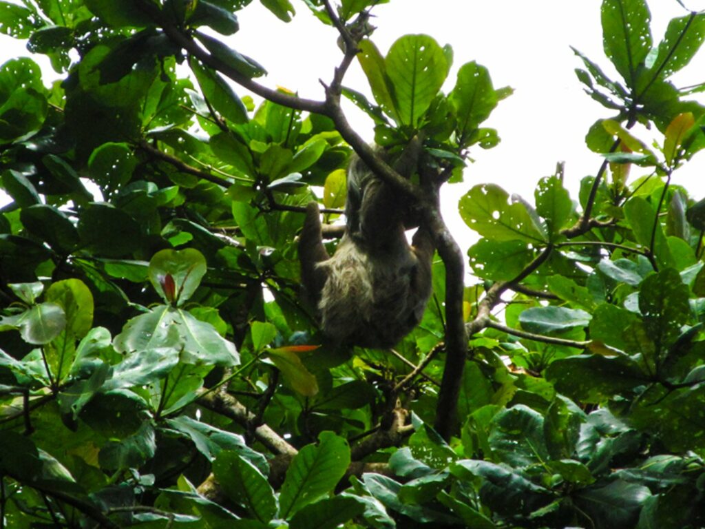 Parc National de Cahuita: un autre paresseux, une grosse femelle