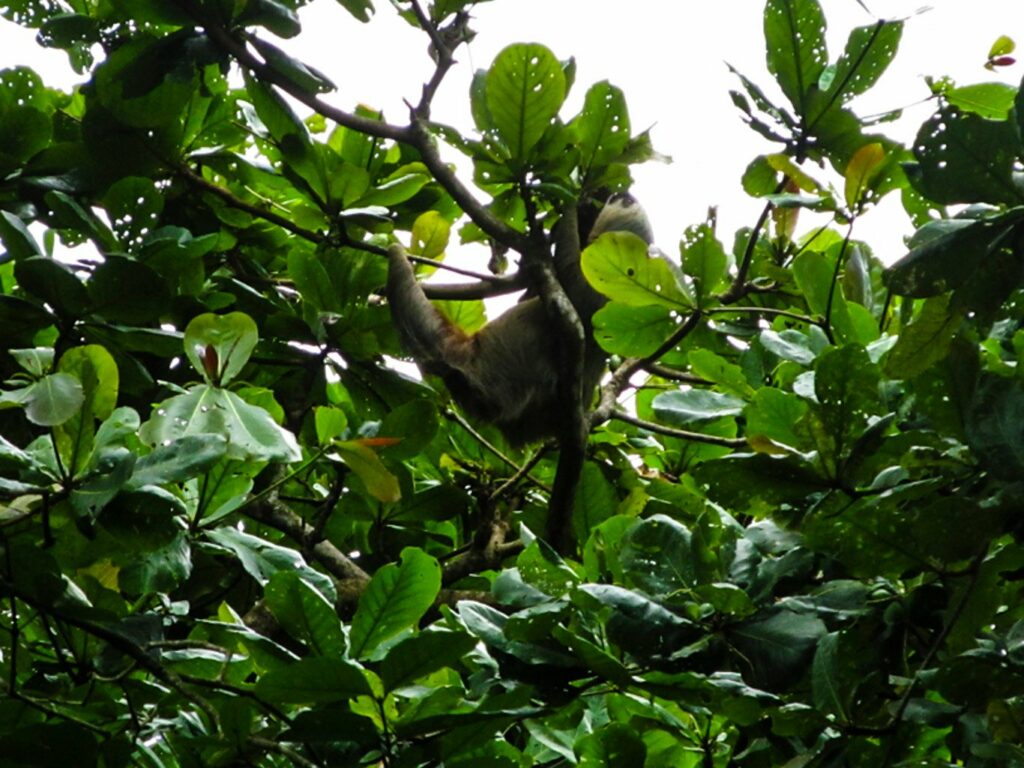 Parc National de Cahuita: un autre paresseux