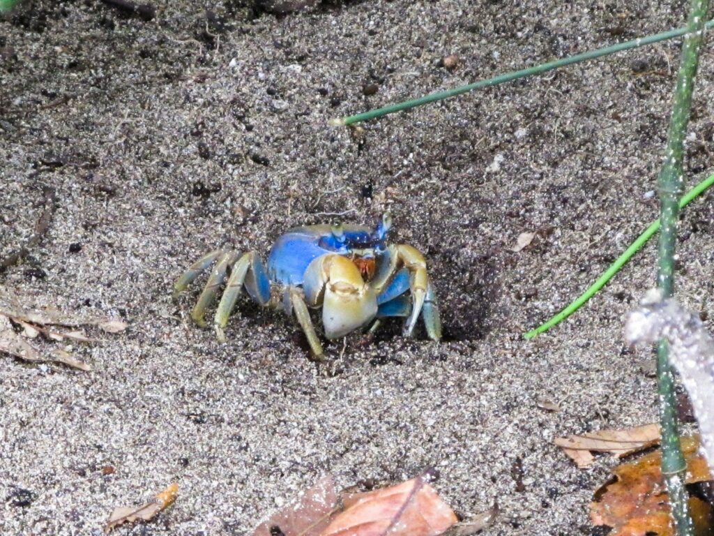 Parc National de Cahuita: la route des crabes