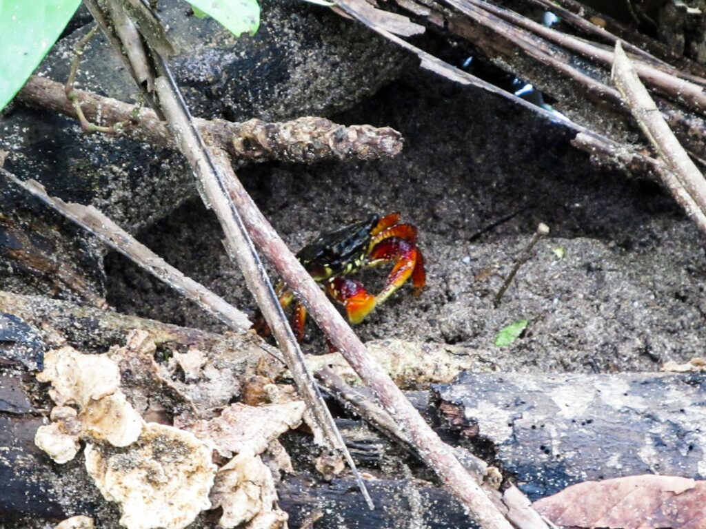 Parc National de Cahuita: la route des crabes