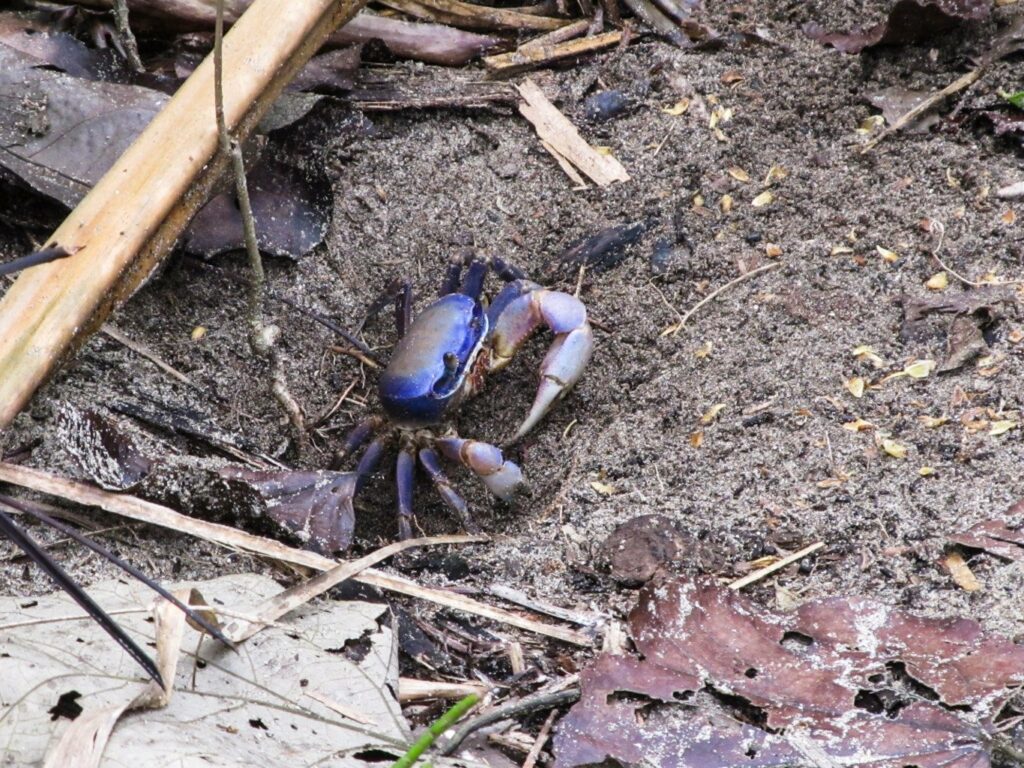 Parc National de Cahuita: la route des crabes