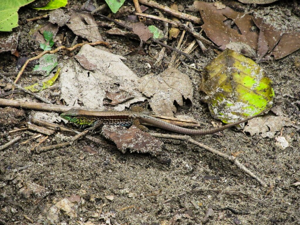 Parc National de Cahuita: un beau lézard coloré sur le flanc