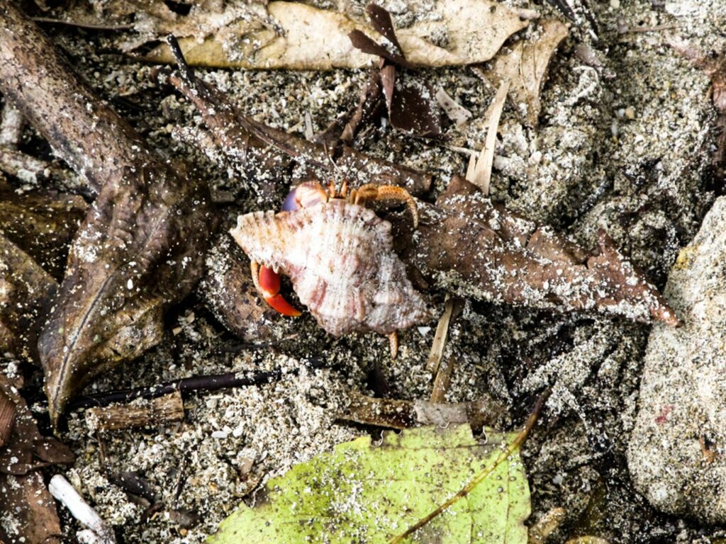 Parc National de Cahuita: une sorte de bernard l'hermite