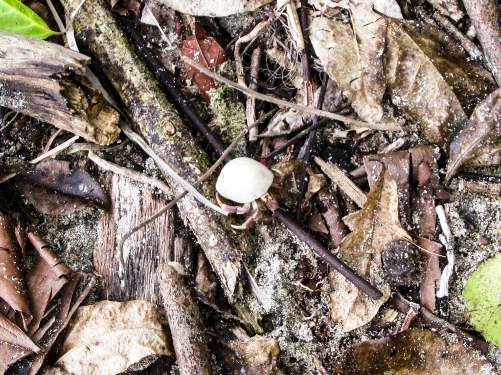 Parc National de Cahuita: une sorte de bernard l'hermite
