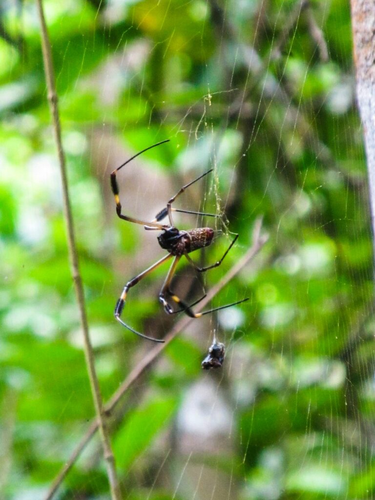 Parc National de Cahuita: une araignée. Beurk !