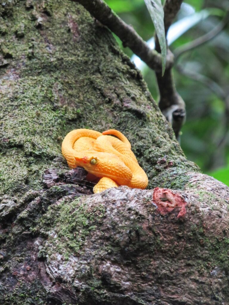 Parc National de Cahuita: un serpent !