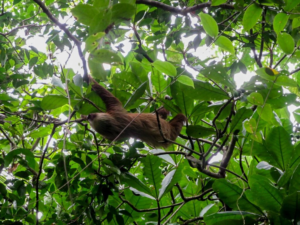 Parc National de Cahuita: et un paresseux de plus ! Et de très près !!
