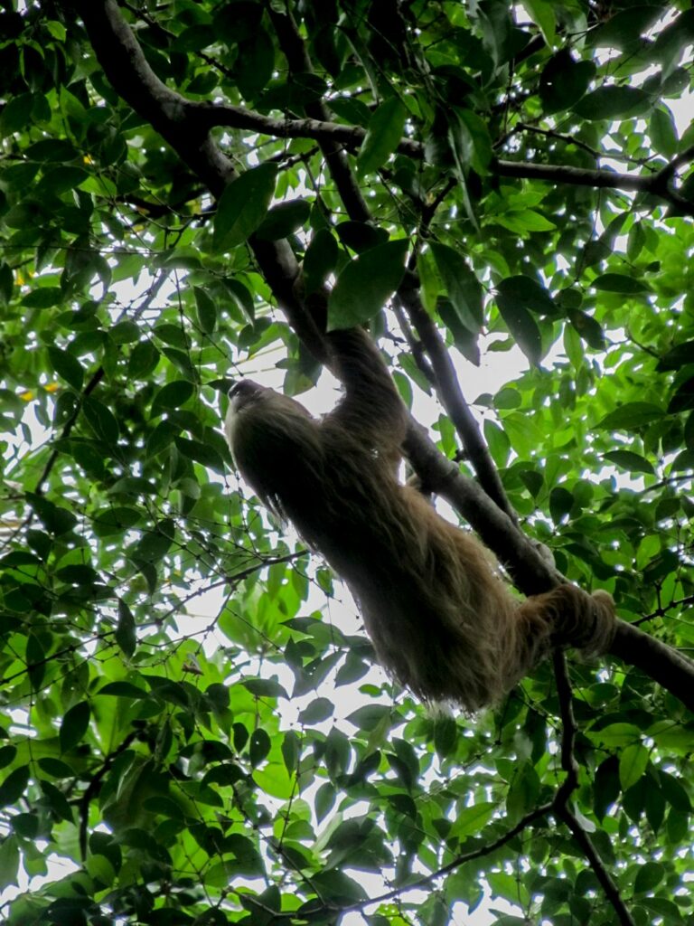 Parc National de Cahuita: et un paresseux de plus ! Et de très près !!