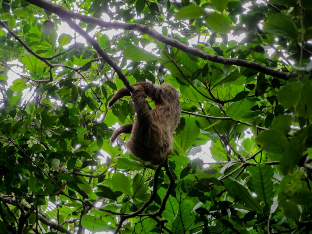 Parc National de Cahuita: et un paresseux de plus ! Et de très près !!
