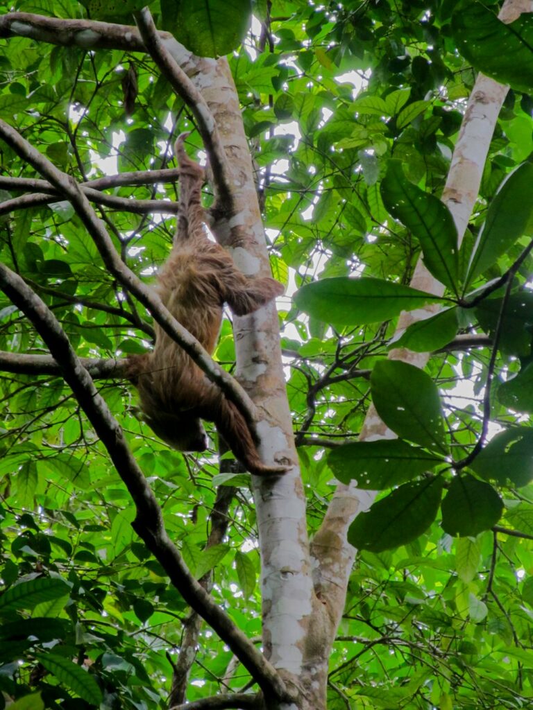 Parc National de Cahuita: et un paresseux de plus ! Et de très près !!