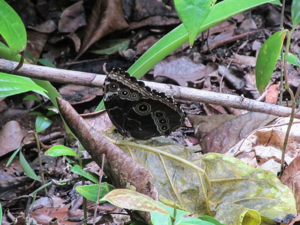 Parc National de Cahuita