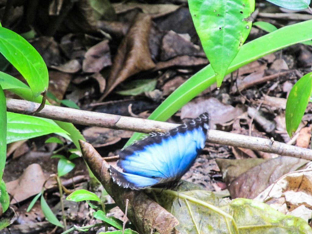 Parc National de Cahuita