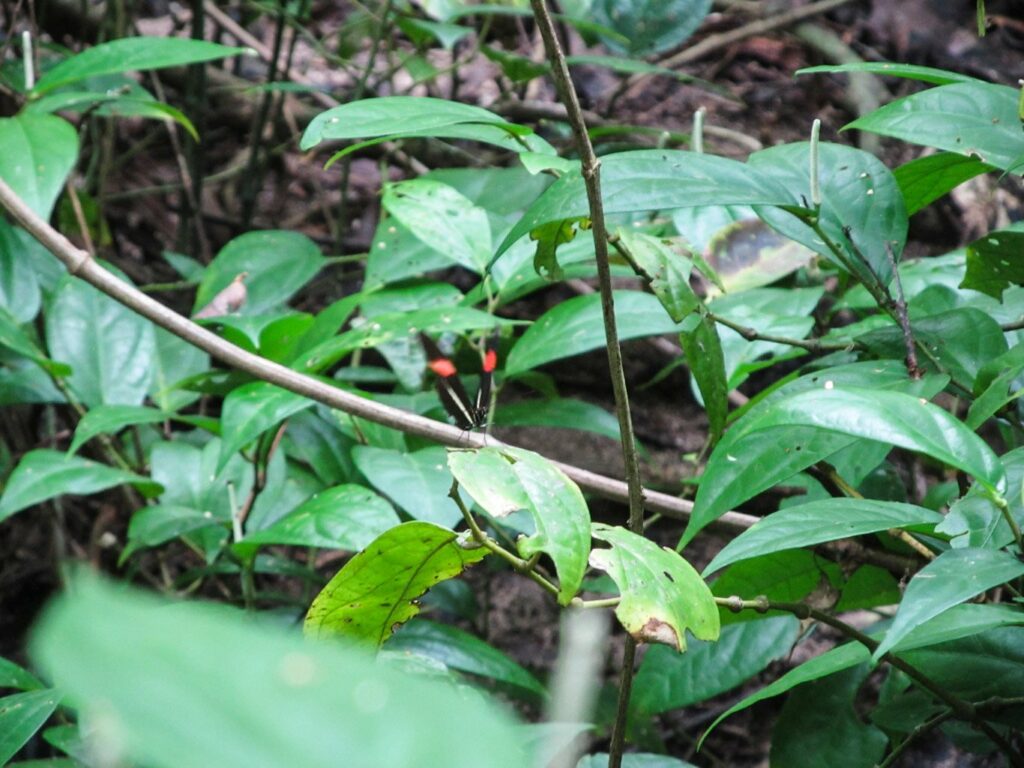 Parc National de Cahuita