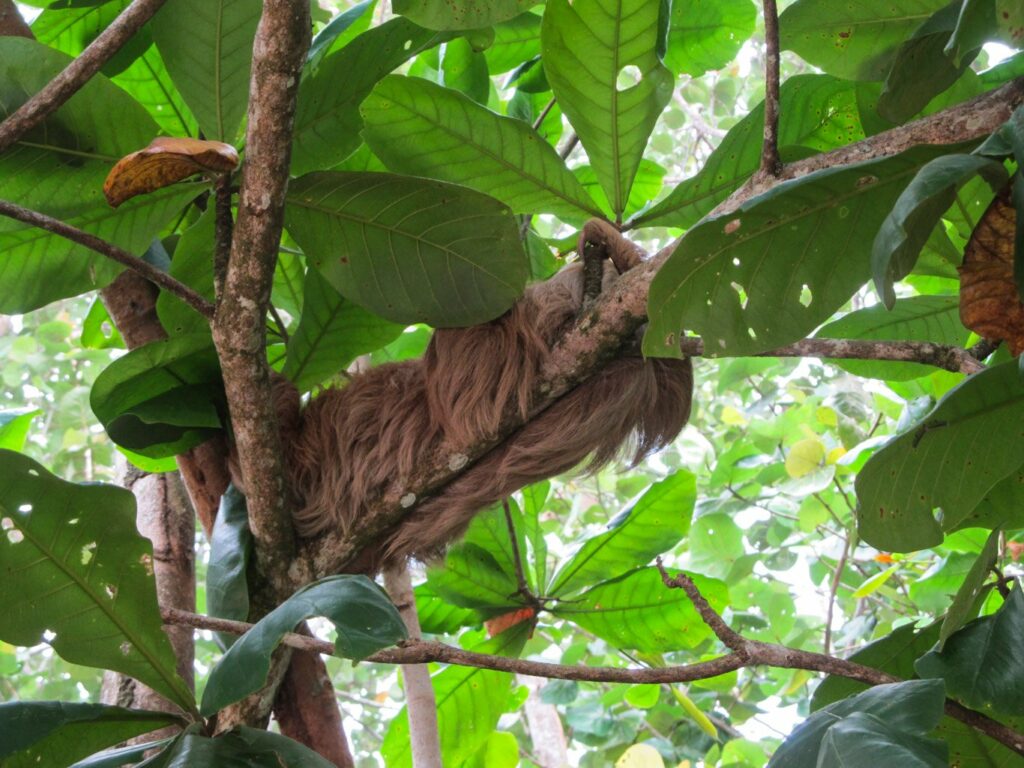 Parc National de Cahuita: un petit paressseux qui dort dans un arbre le long de la plage