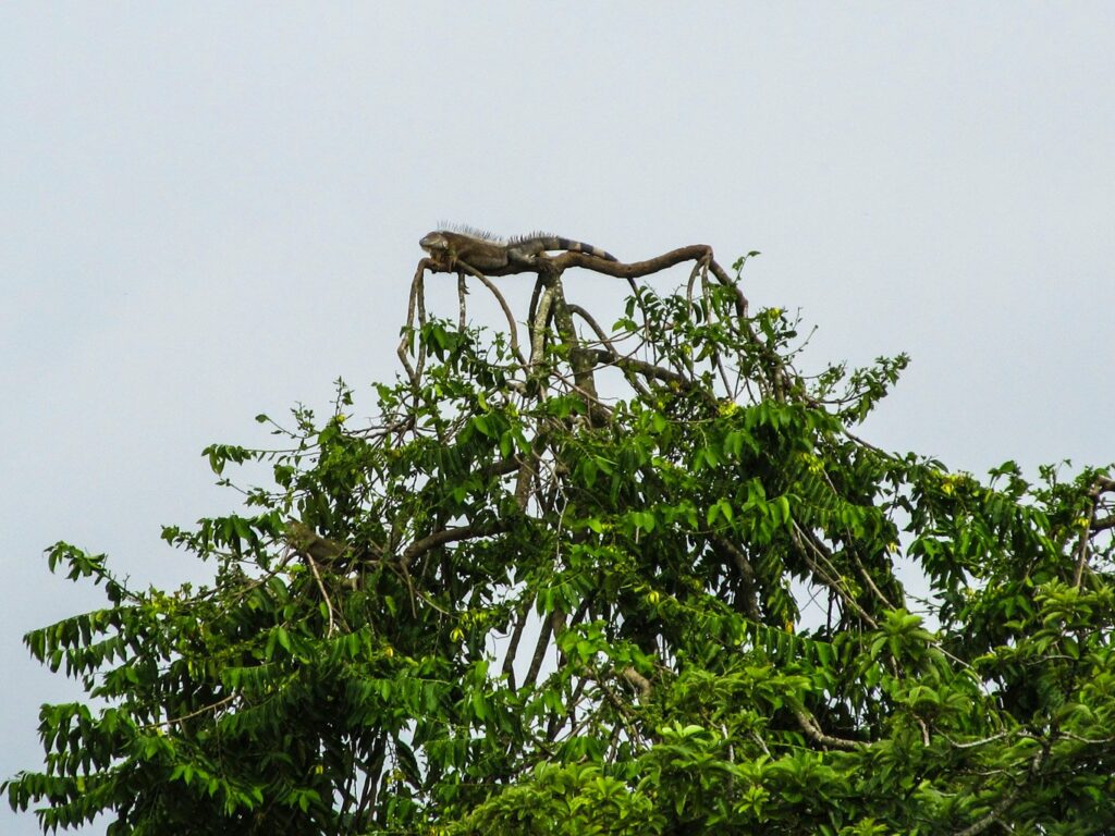 Parc National de Cahuita: immense iguane au sommet d'un arbre
