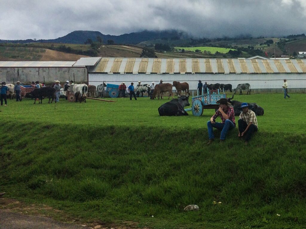 Tierra Blanca: foire aux bestiaux
