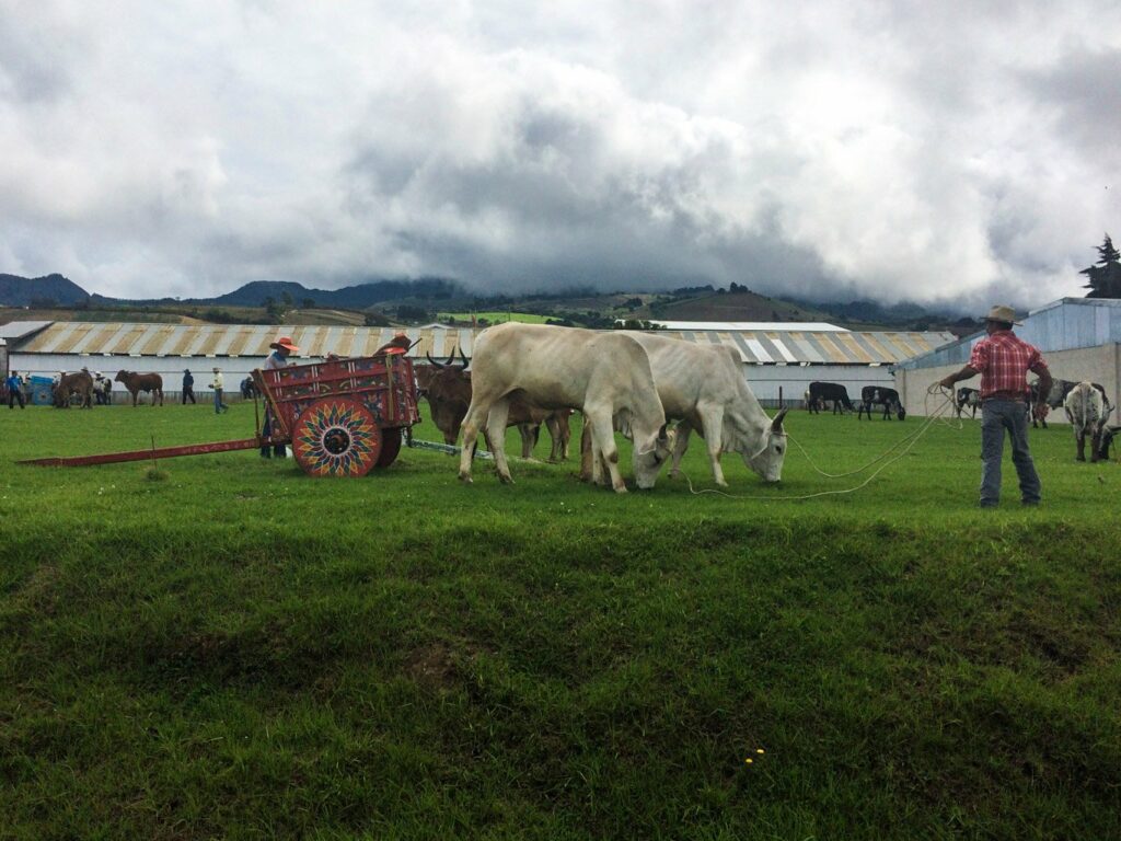 Tierra Blanca: foire aux bestiaux