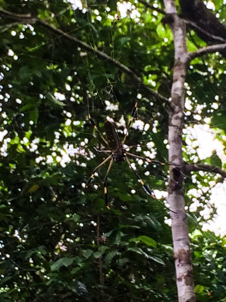 Parc National de Cahuita: attention où vous mettez la tête ! Grooosse araignée en vue. Beurk beurk.