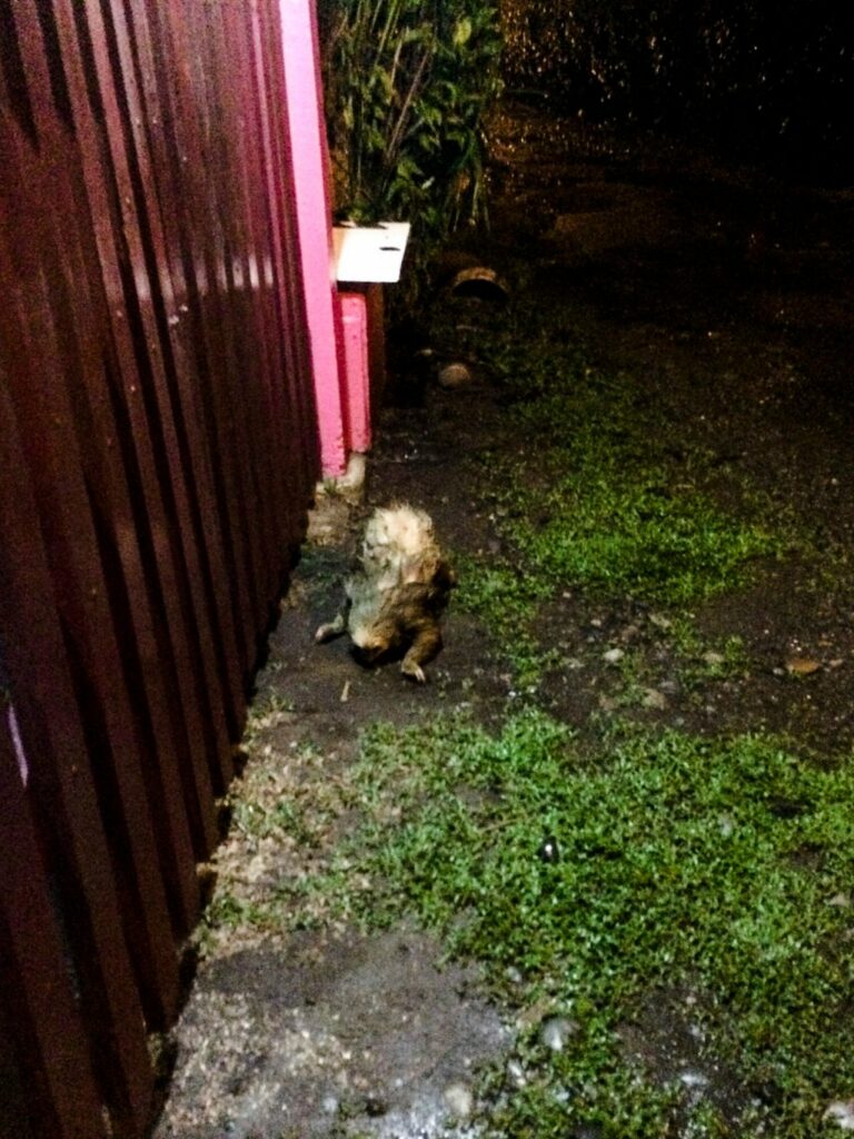 Cahuita: un paresseux tout mouillé devant l'entrée de notre hôtel