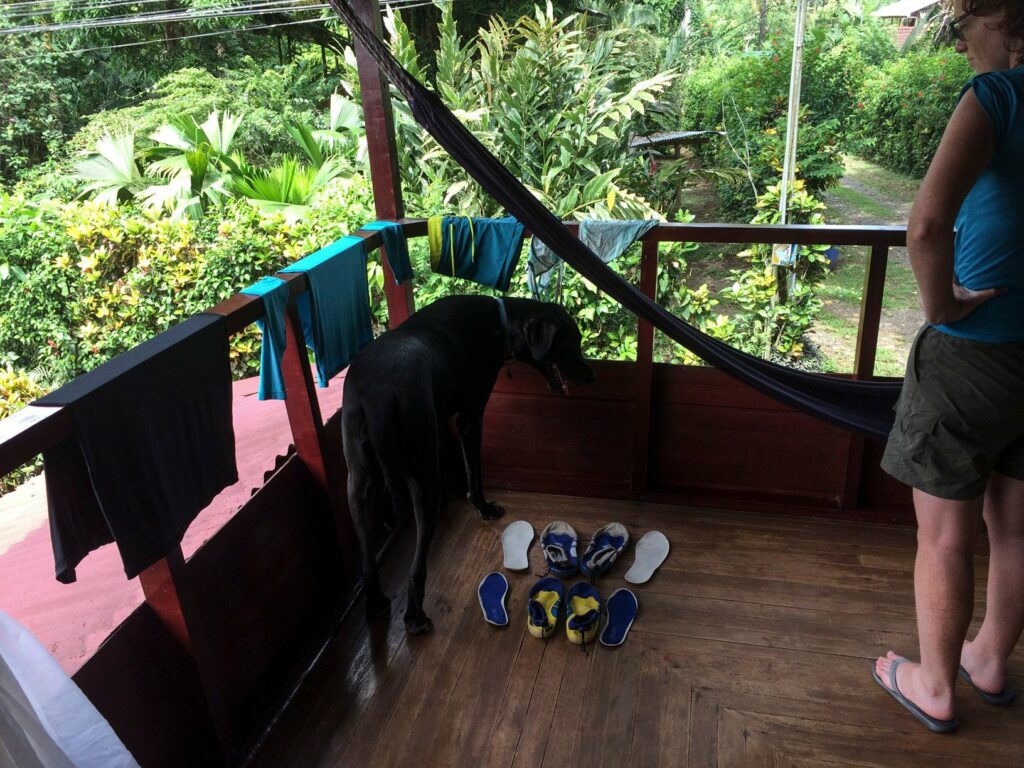 Cahuita: le chien immense de l'hôtel qui vient nous rendre visite sur notre balcon...