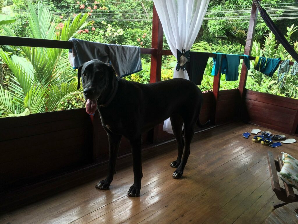 Cahuita: le chien immense de l'hôtel qui vient nous rendre visite sur notre balcon...
