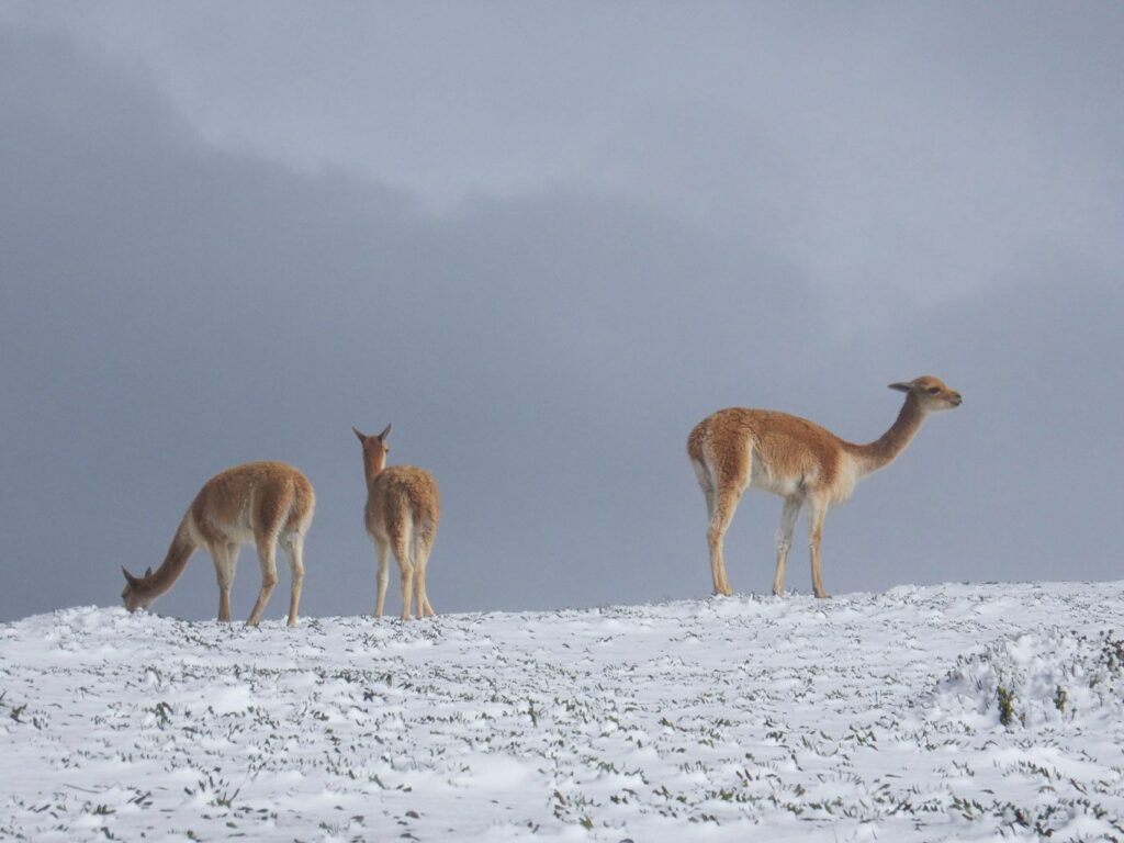 Descente du volcan Chimborazo à vélo: des vigognes