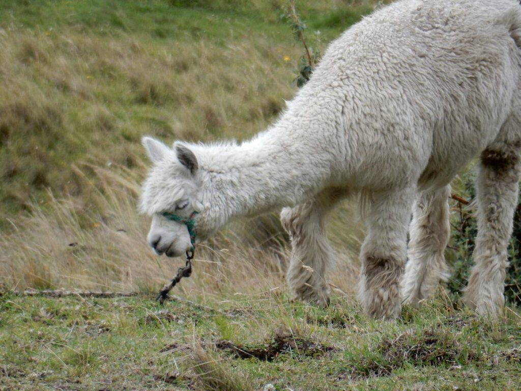 Descente du volcan Chimborazo à vélo: un lama