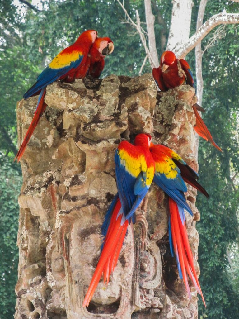 Copan
