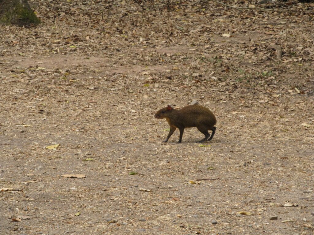 Copan Ruinas: un visiteur surprise. Mais qu'est-ce donc ?? Un agouti !