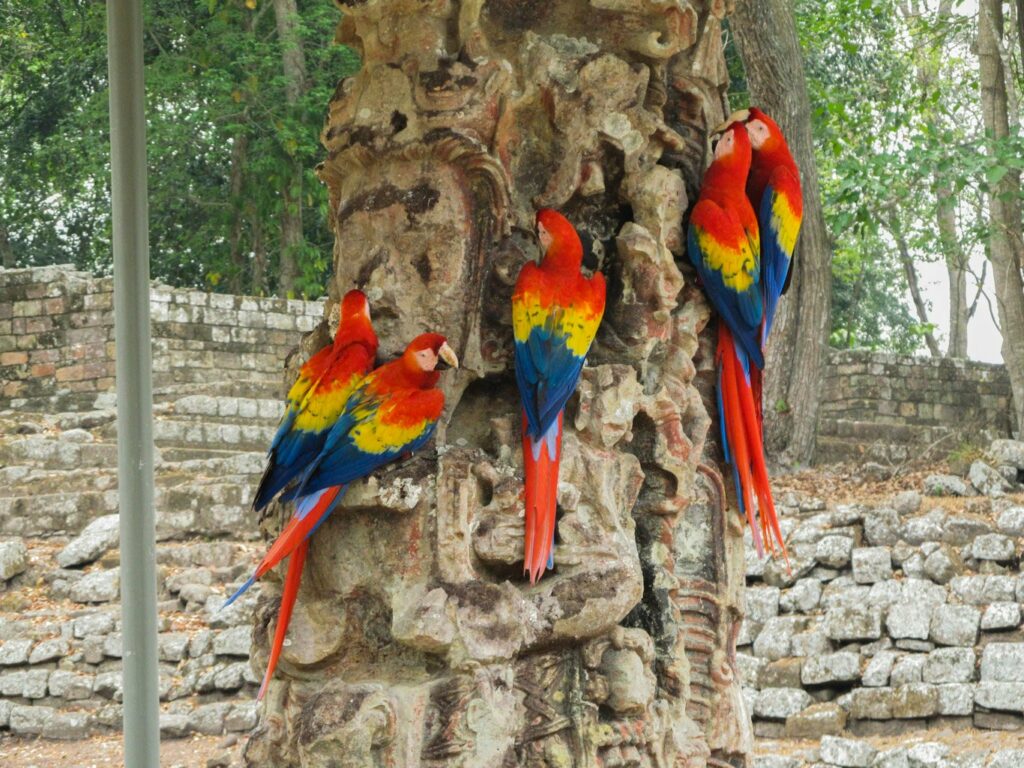 Copan Ruinas: la Plaza Principal, ses stèles et ses perroquets