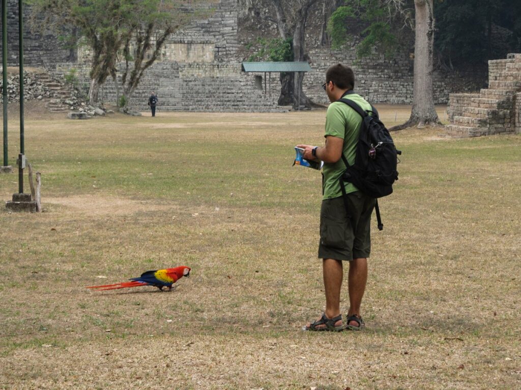 Copan Ruinas: la Plaza Principal, ses stèles et ses perroquets