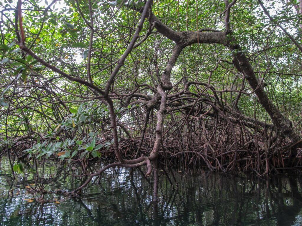 Bocas del Toro: les mangroves de l'île aux Paresseux