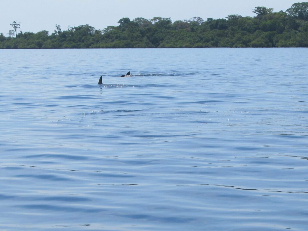 Bahia de los Dolfines: 3 dauphins à babord !