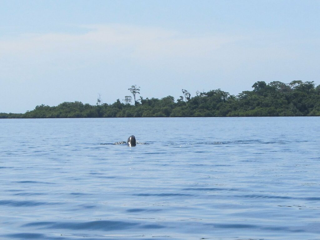 Bahia de los Dolfines: wouhou on voit le trou sur sa tête par lequel il respire !