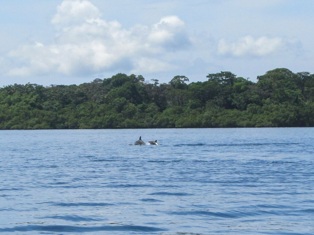 Bahia de los Dolfines