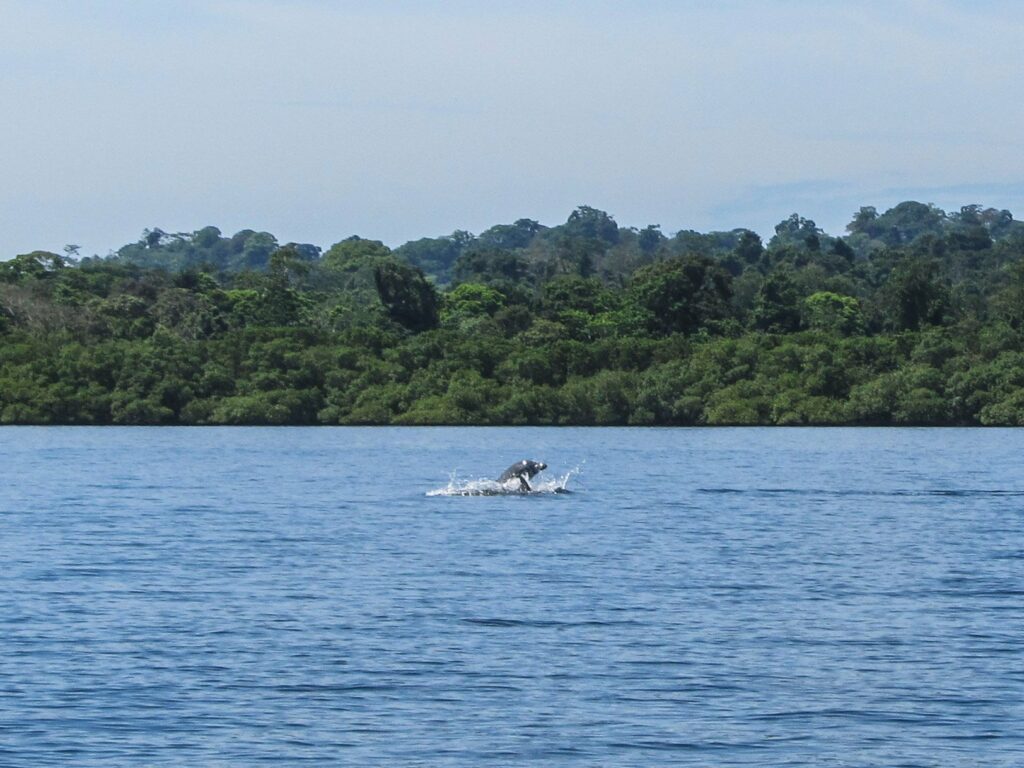Bahia de los Dolfines