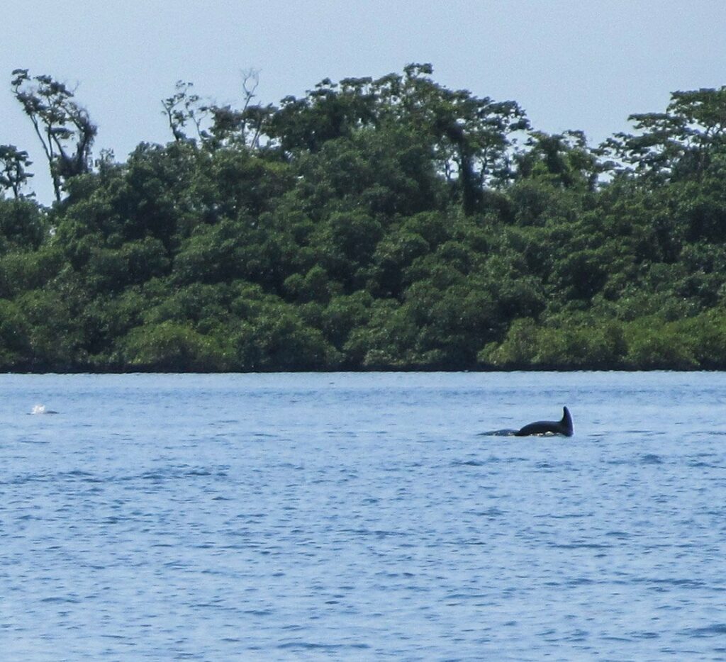 Bocas del Toro