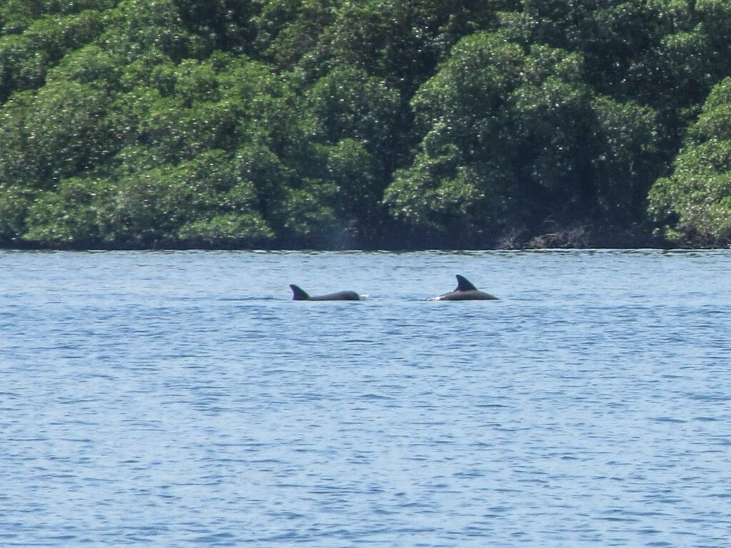 Bocas del Toro