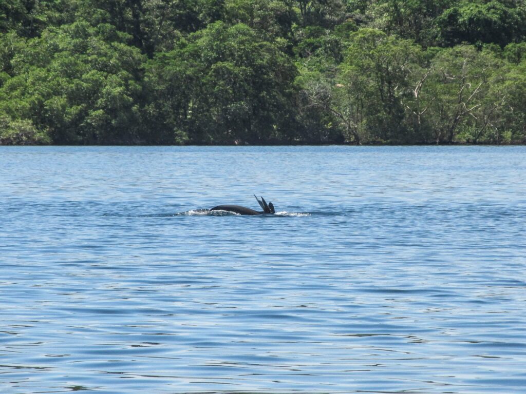 Bocas del Toro